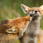 Facts about foxes