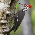 How long do Woodpeckers live ?