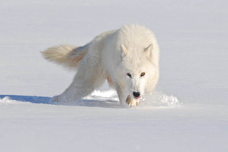 where does the arctic wolf live