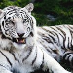 Facts about White Tigers