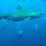 Tiger sharks - information