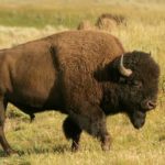 Where do bison live ?