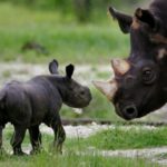 Where do black rhinos live ?