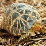 Tortoises - information