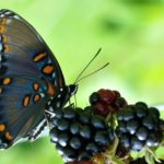 Facts about butterflies