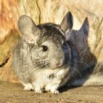 Facts about chinchillas