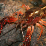 Facts about crayfish