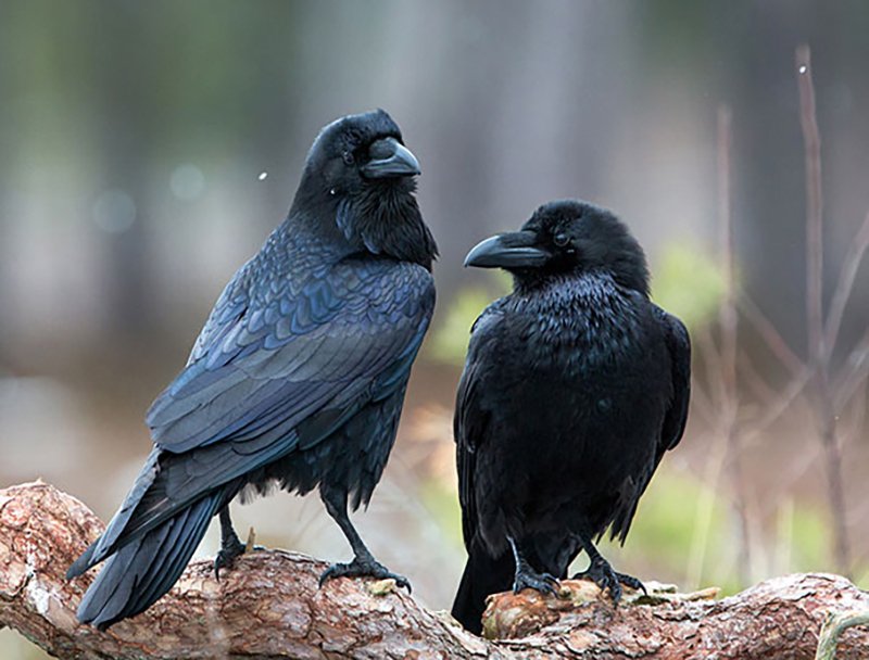 how long do crows live