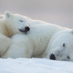 Polar bears - information