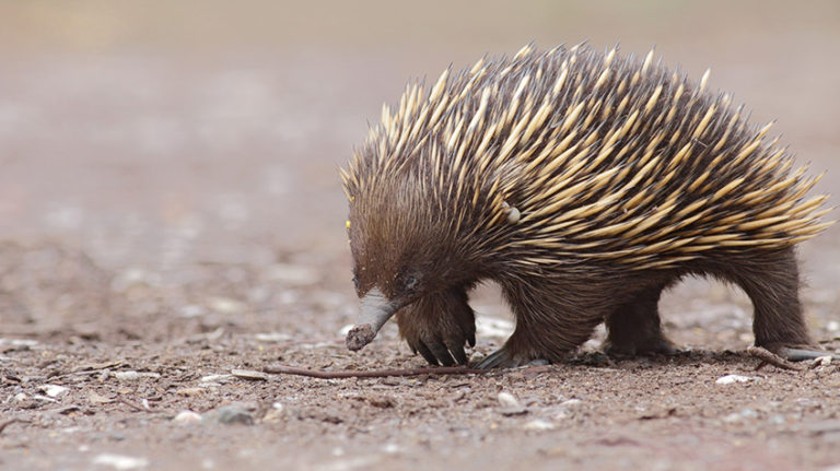 Where do echidnas live