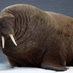 How long do Walruses live ?