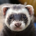 How long do ferrets live ?