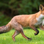 How long do foxes live ?