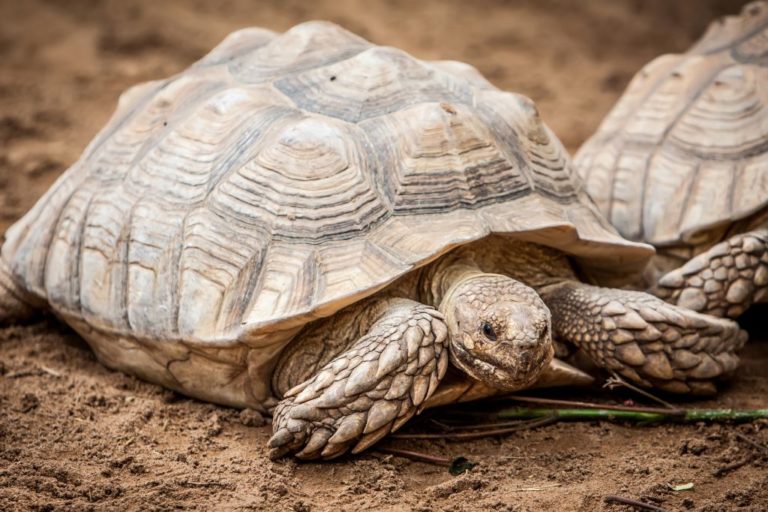 how-long-do-tortoises-live