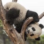 Pandas - information