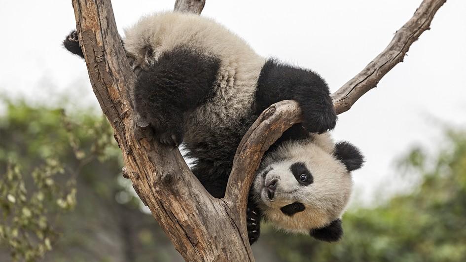 What do pandas eat other than bamboo