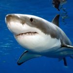 Great White Shark - information
