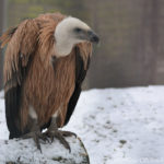 Vultures - information