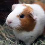 How long do guinea pigs live ?