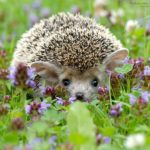 How long do hedgehogs live ?