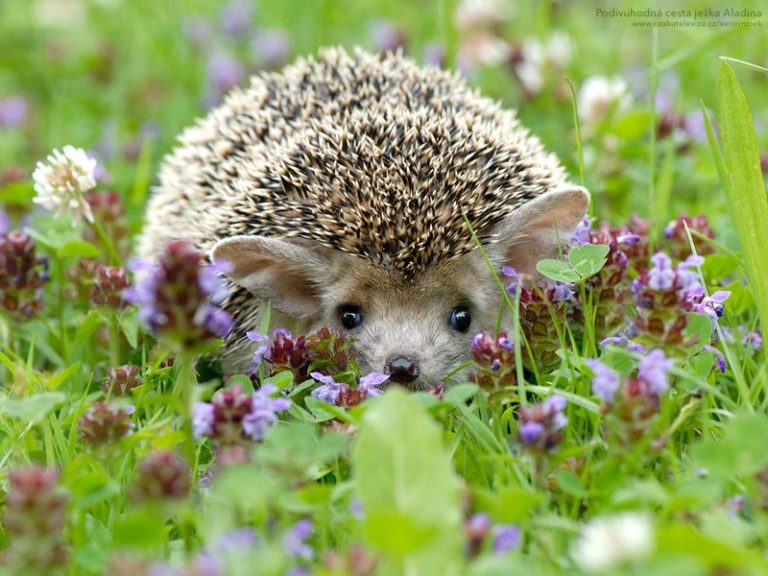 How long do hedgehogs live