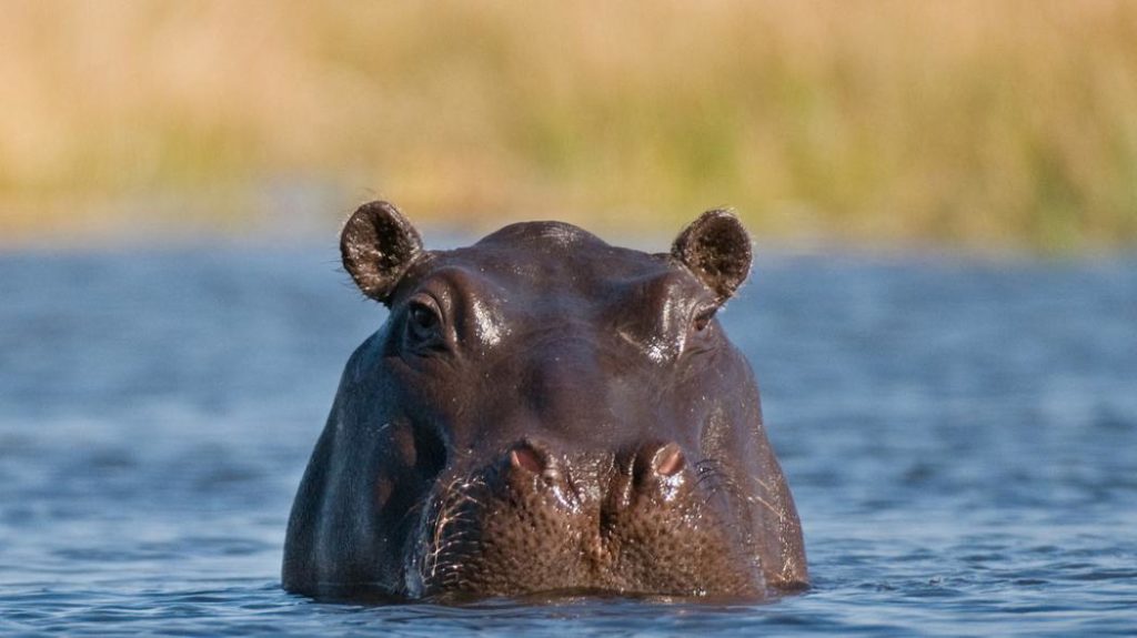 How long do hippos live