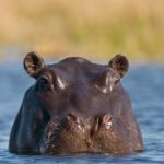 How long do hippos live ?