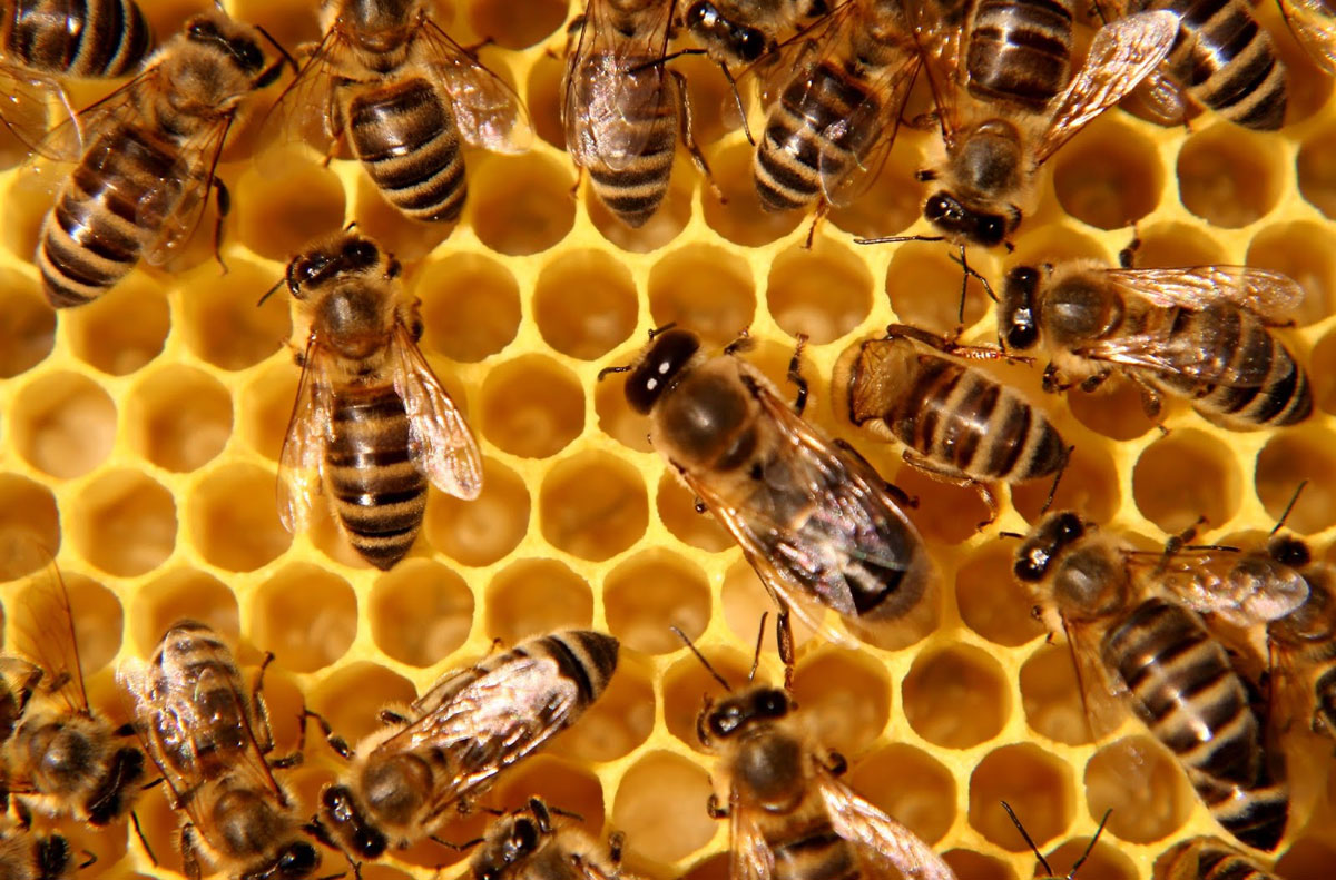 Where do honey bees live