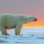 Facts about polar bears