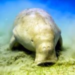 Where do dugongs live ?