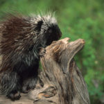 How long do porcupines live ?
