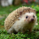 Hedgehogs - information