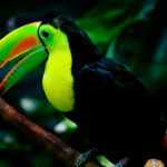 Facts about toucans