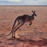How long do kangaroos live ?