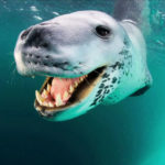 Where do leopard seals live ?