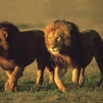 Facts about lions