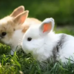Rabbits - information