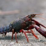 Crayfish - information