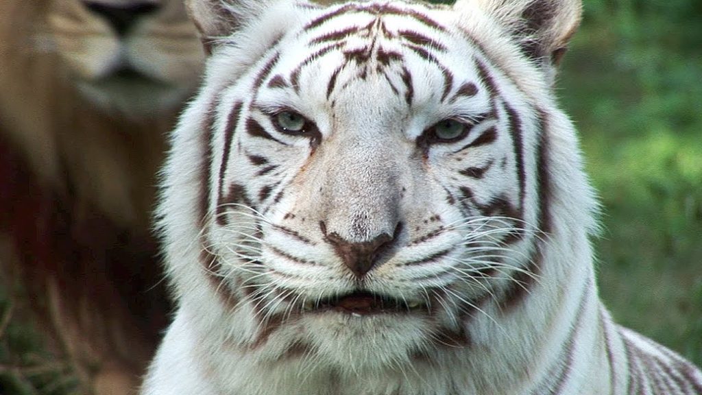 White Tigers