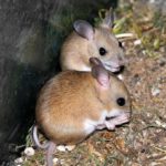How long do mice live ?
