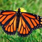 How long do butterflies live ?