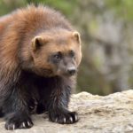 Where do Wolverines live ?