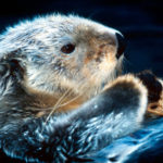 How long do Sea otters live ?