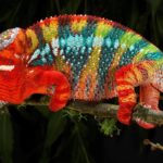 Facts about chameleons