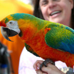 How long do parrots live ?