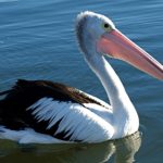 Pelicans - information