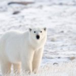 How long do polar bears live ?