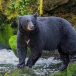Where do black bears live ?