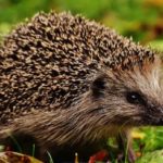 Facts about hedgehogs