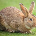How long do rabbits live ?